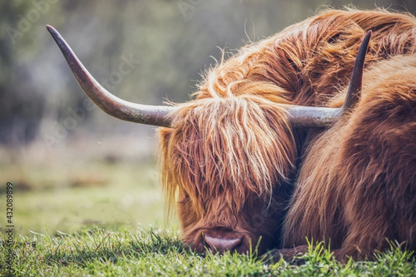 Obraz Just a little nap