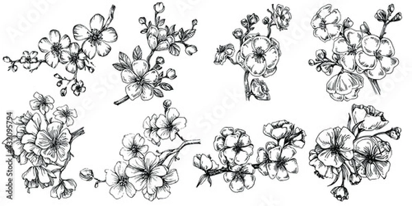 Fototapeta Sakura flower. Floral botanical flower. Isolated illustration element. Vector hand drawing wildflower for background, texture, wrapper pattern, frame or border.