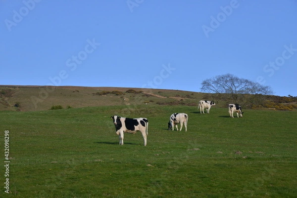 Fototapeta Bank House Moor, Cumbria, England, UK