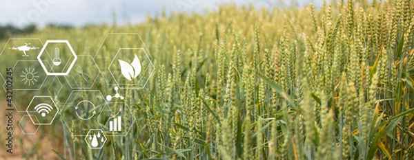 Obraz Concept of smart agriculture and modern technology