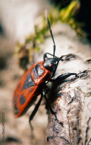 Fototapeta bug