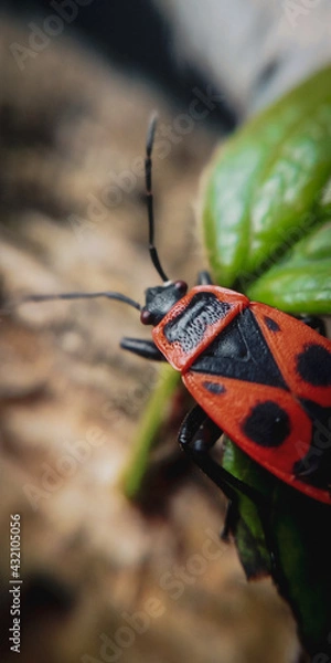Fototapeta bug on a leaf