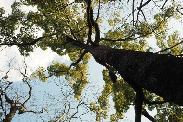 Obraz under big tree 