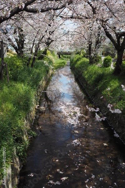 Obraz Spring Cherry blossom small canel