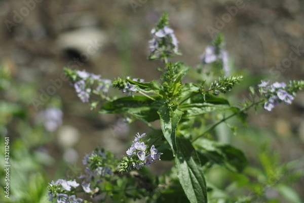 Obraz small purple herb flower
