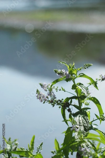 Obraz small purple herb flower