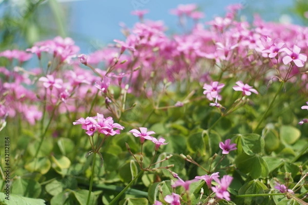 Obraz Oxalis weeds pink bloom spring