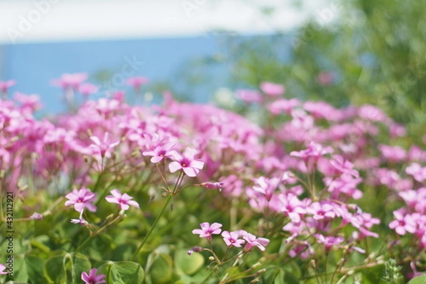 Obraz Oxalis weeds pink bloom spring
