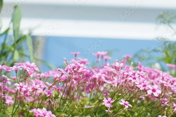 Obraz Oxalis weeds pink bloom spring