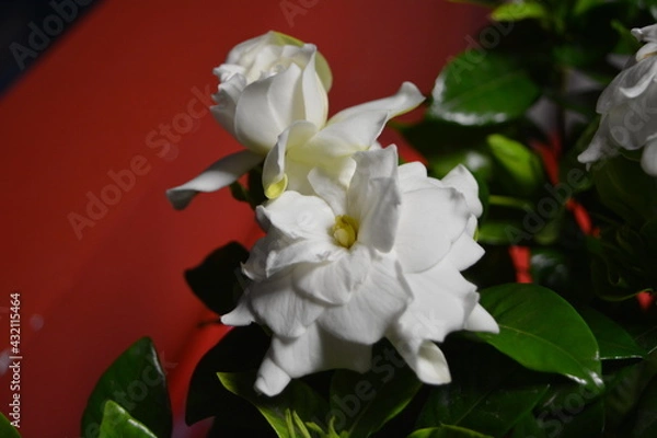 Fototapeta Beautiful gardenia
