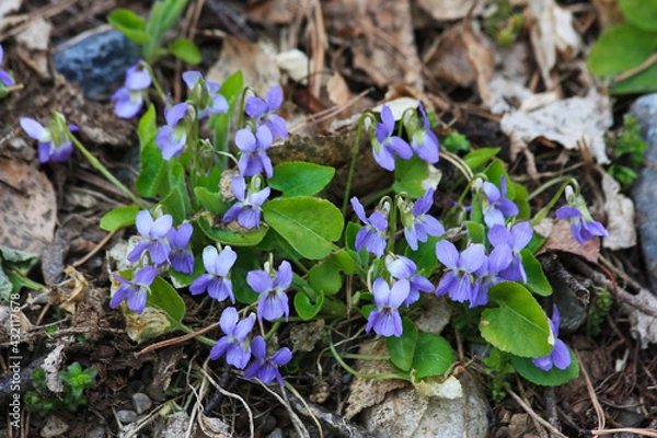 Fototapeta März-Veilchen