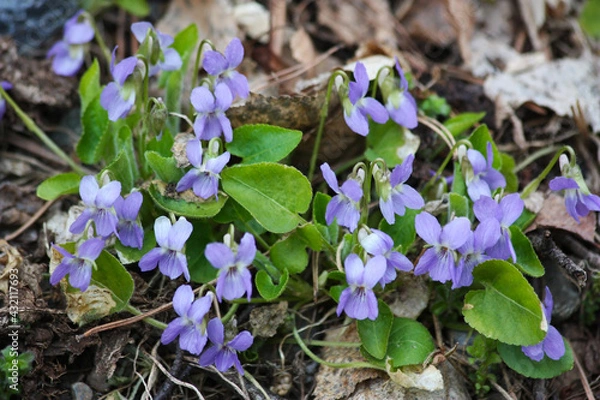 Fototapeta März-Veilchen