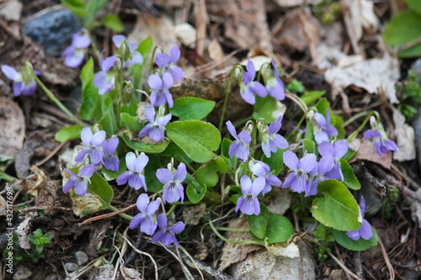 Fototapeta März-Veilchen