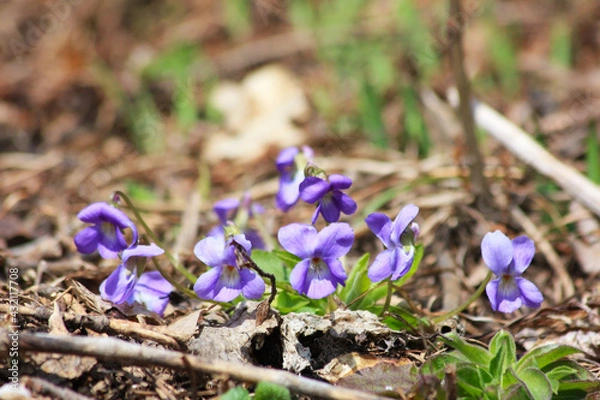 Fototapeta März-Veilchen