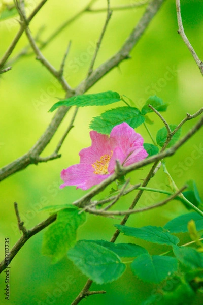 Obraz rosehip flowers