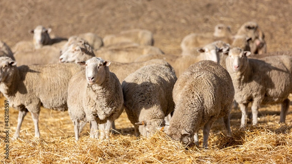Fototapeta A flock of sheep feeding in a paddock in  Normanville south australia on may 3rd 2021