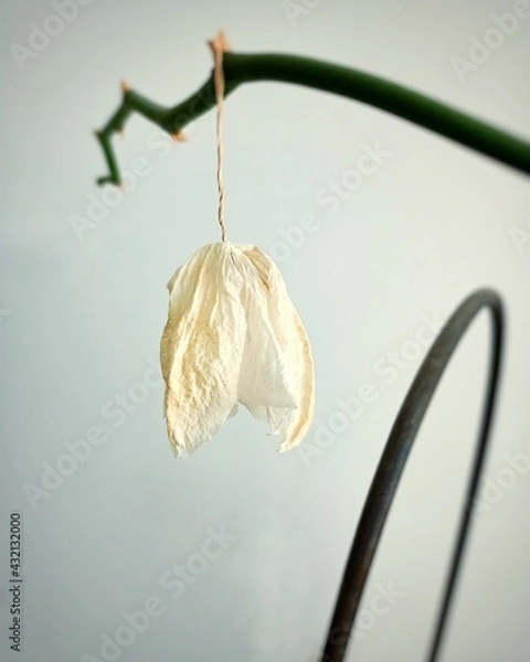 Obraz a withered flower