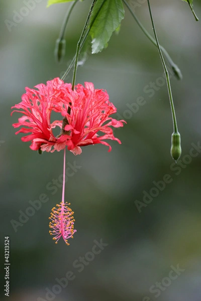 Obraz Koralleneibisch