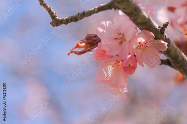 Obraz 桜，青空，雲，ピンク