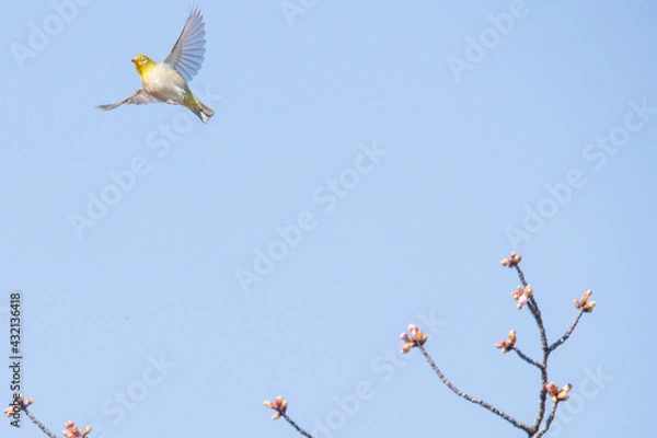 Fototapeta 枝から飛び立つメジロ
