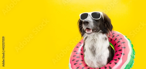 Obraz puppy border collie dog summer inside of a watermelon  inflatable wearing sunglasses looking away. Isolated on yellow background.