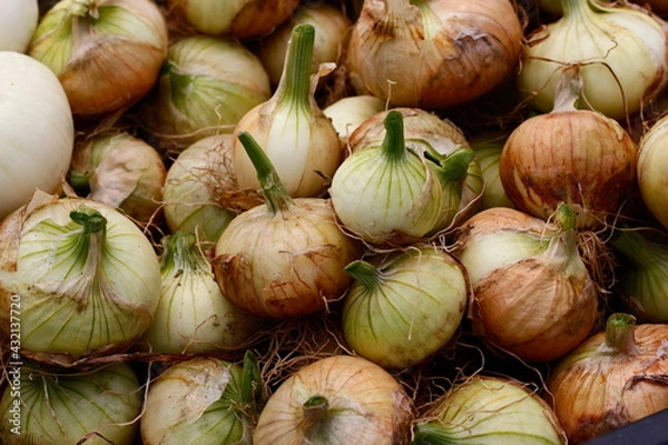 Fototapeta たまねぎ