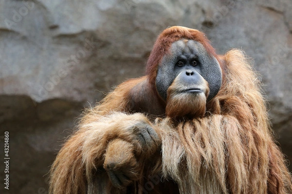 Obraz Orang Utan Männchen