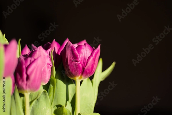 Obraz Tulips on black