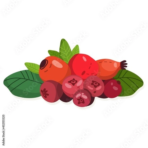 Obraz Vector isolated illustration. Cranberry. 