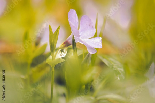 Obraz Blühte mit Wassertropfen
