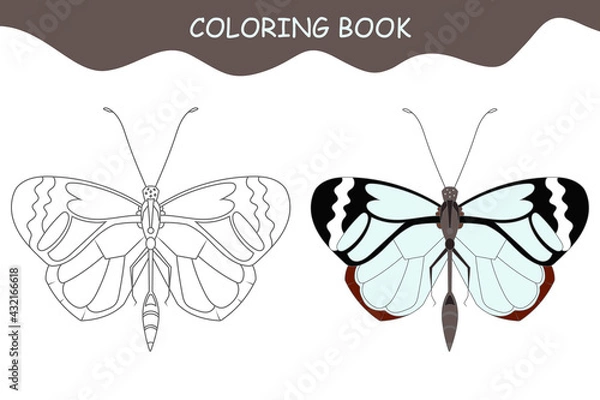 Fototapeta Coloring book butterfly. Butterfly Greta Oto