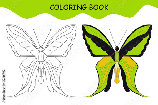 Obraz Coloring book butterfly. Paradise wing butterfly