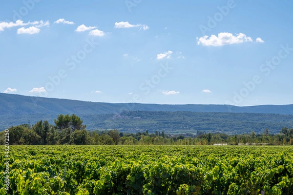 Fototapeta Vineyards of AOC Luberon mountains near Apt with old grapes trunks growing on red clay soil, red or rose wine grape