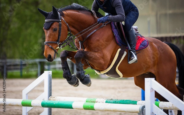 Fototapeta Brown jumper in training during the flight phase over the obstacle, color in landscape format..