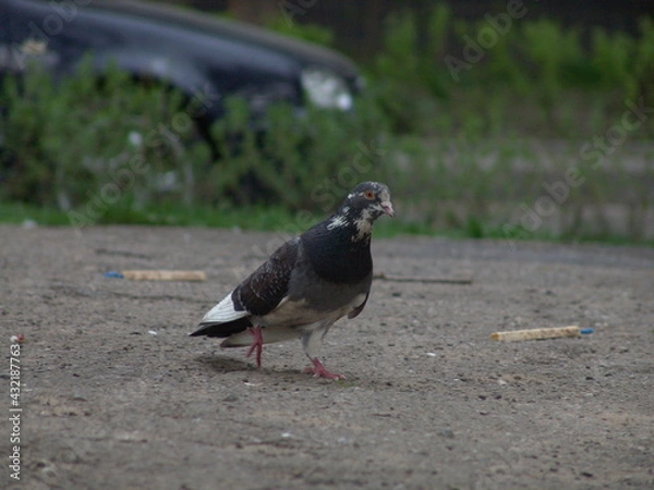 Obraz pigeon on the ground