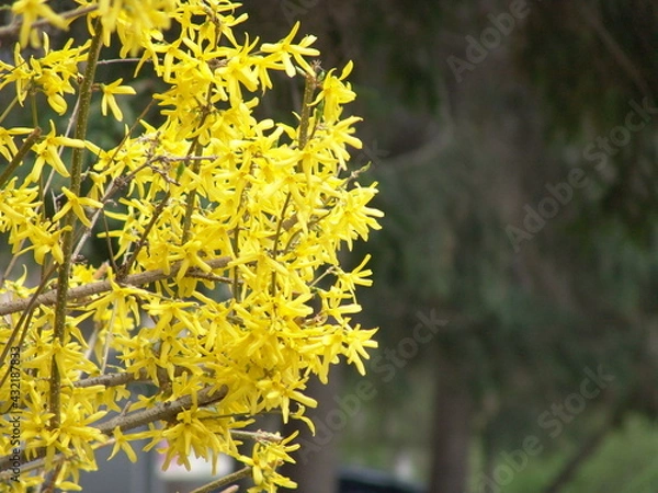 Obraz yellow flowers on the tree