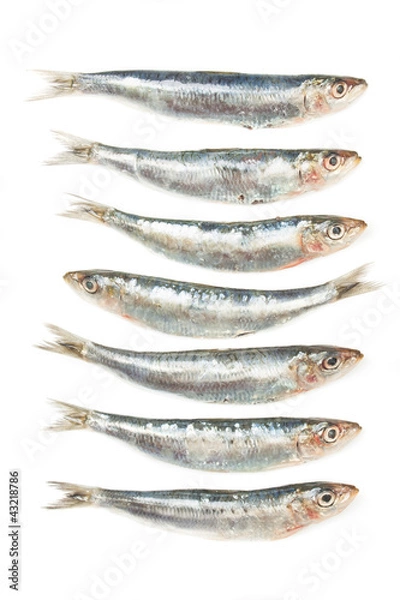 Obraz Sardine fish isolated on white
