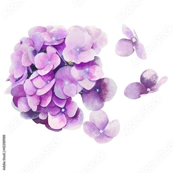 Fototapeta Purple hydrangea flowers background for texture.