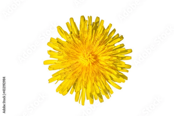 Fototapeta Dandelion cut out on a white background top view.