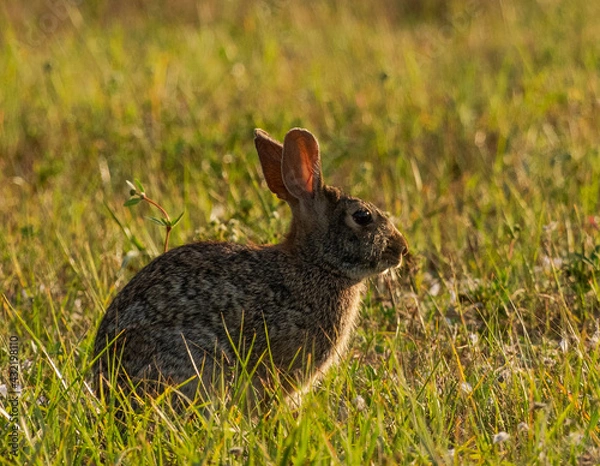 Fototapeta Closeup Of A Rabbit In The Grass