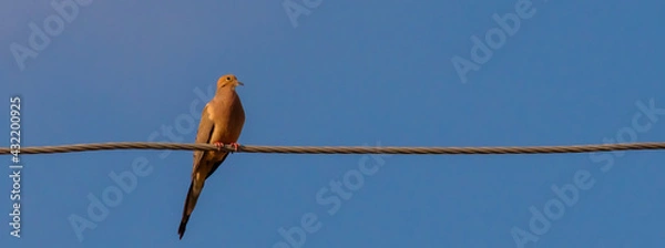 Obraz Dove On A Wire