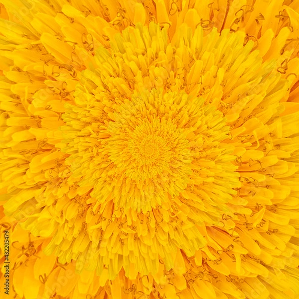 Fototapeta Spiraling Dandelion in Bloom