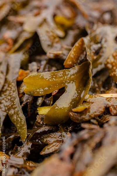 Fototapeta Algae on the beach - close-up