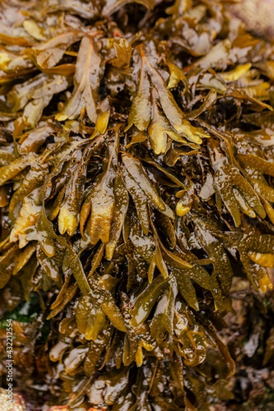 Fototapeta Algae on the beach