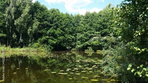 Fototapeta Pond in the forest,Wejherowo,Poland