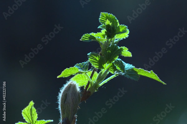 Obraz Wiosna w lesie