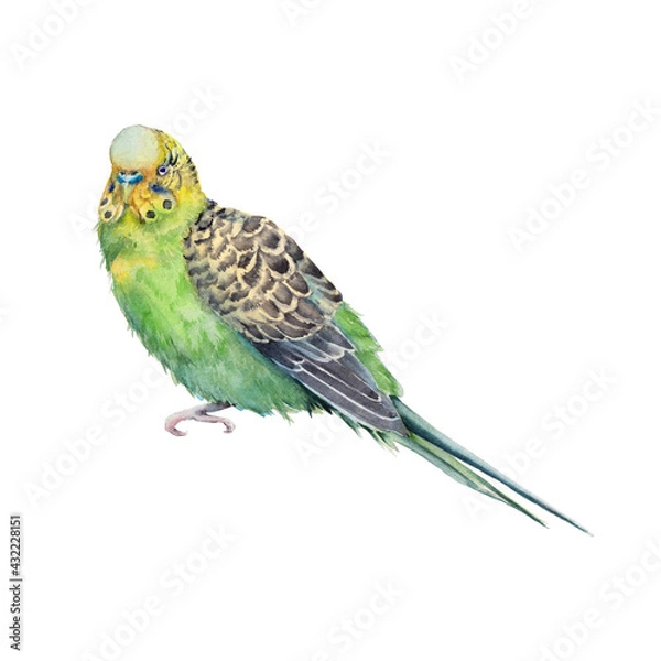 Obraz Australian bird. Isolated on a white background.