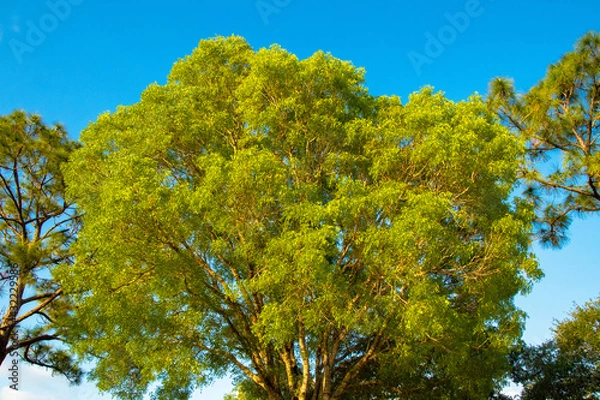 Obraz Spring Tree Against Sky