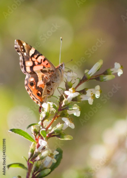 Obraz butterfly on flower
