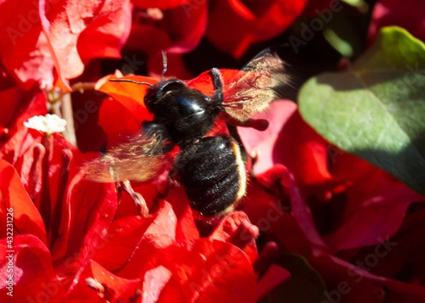 Obraz bee in a flower